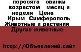 поросята - свинки возрастом 1 месяц и неделя › Цена ­ 2 - Крым, Симферополь Животные и растения » Другие животные   